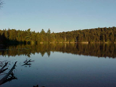 branches.jpg