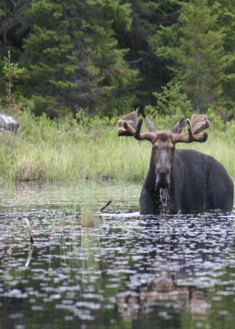 moose.jpg